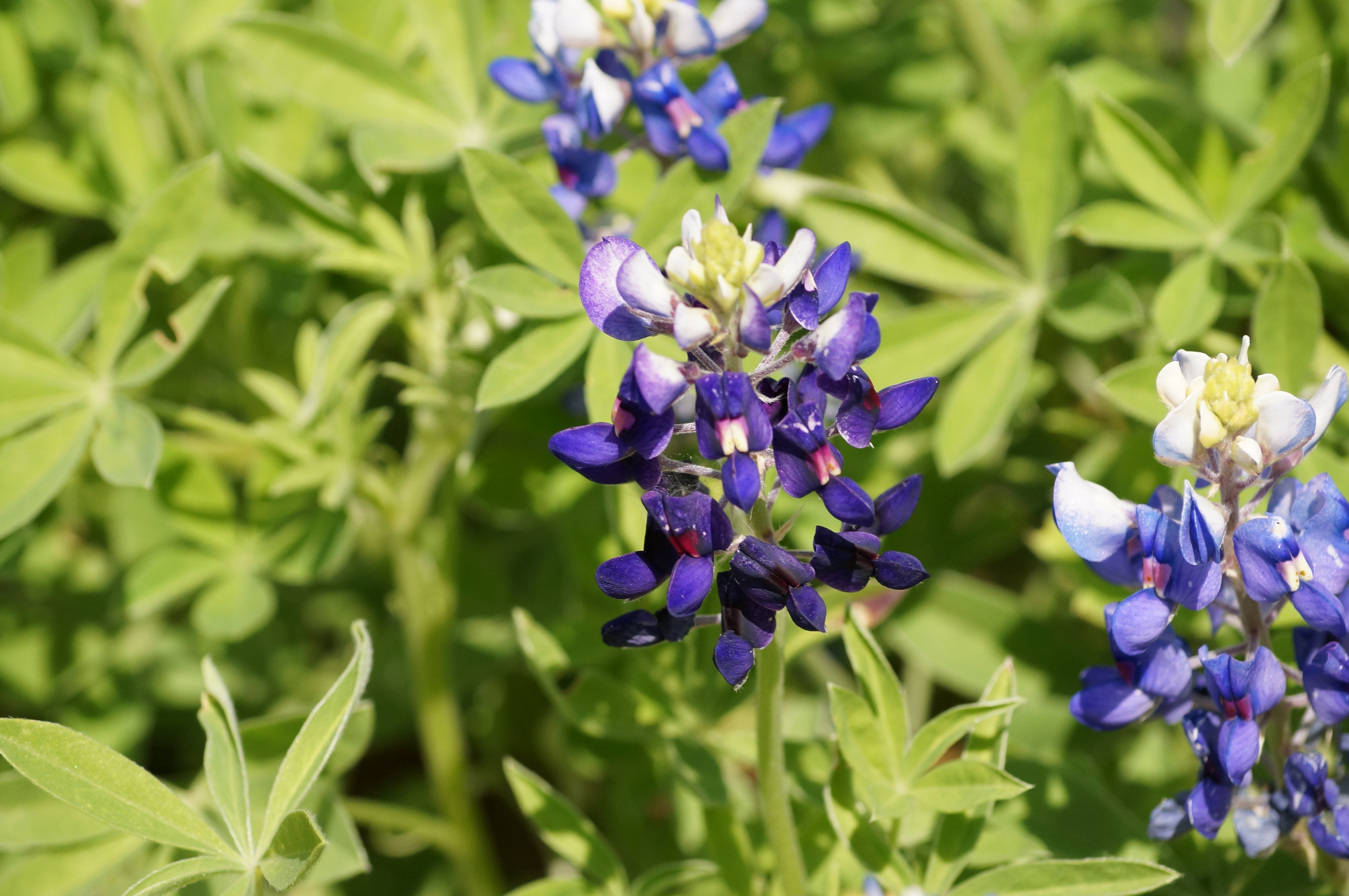 Bluebonnetcloseup