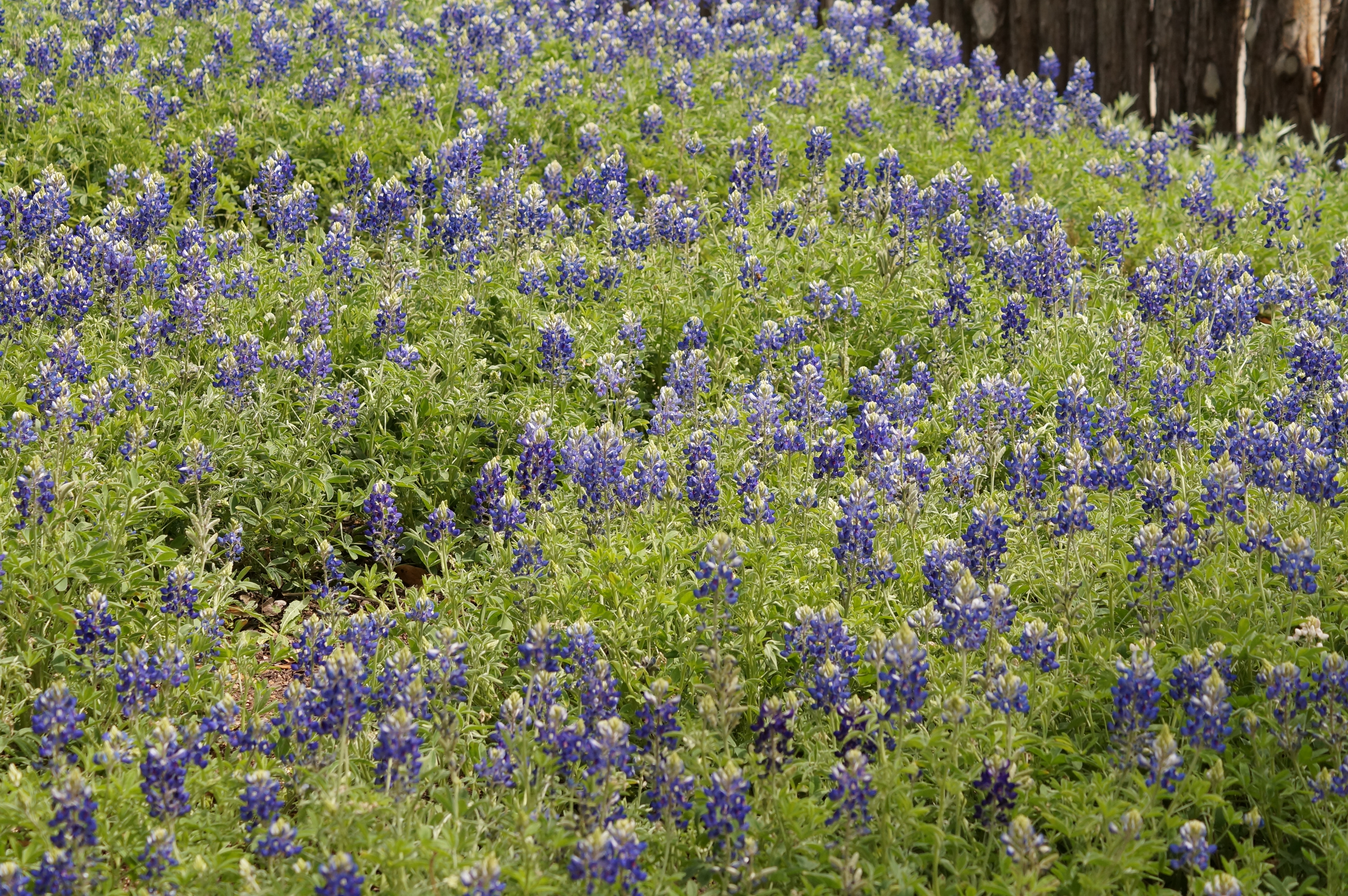 Bluebonnets