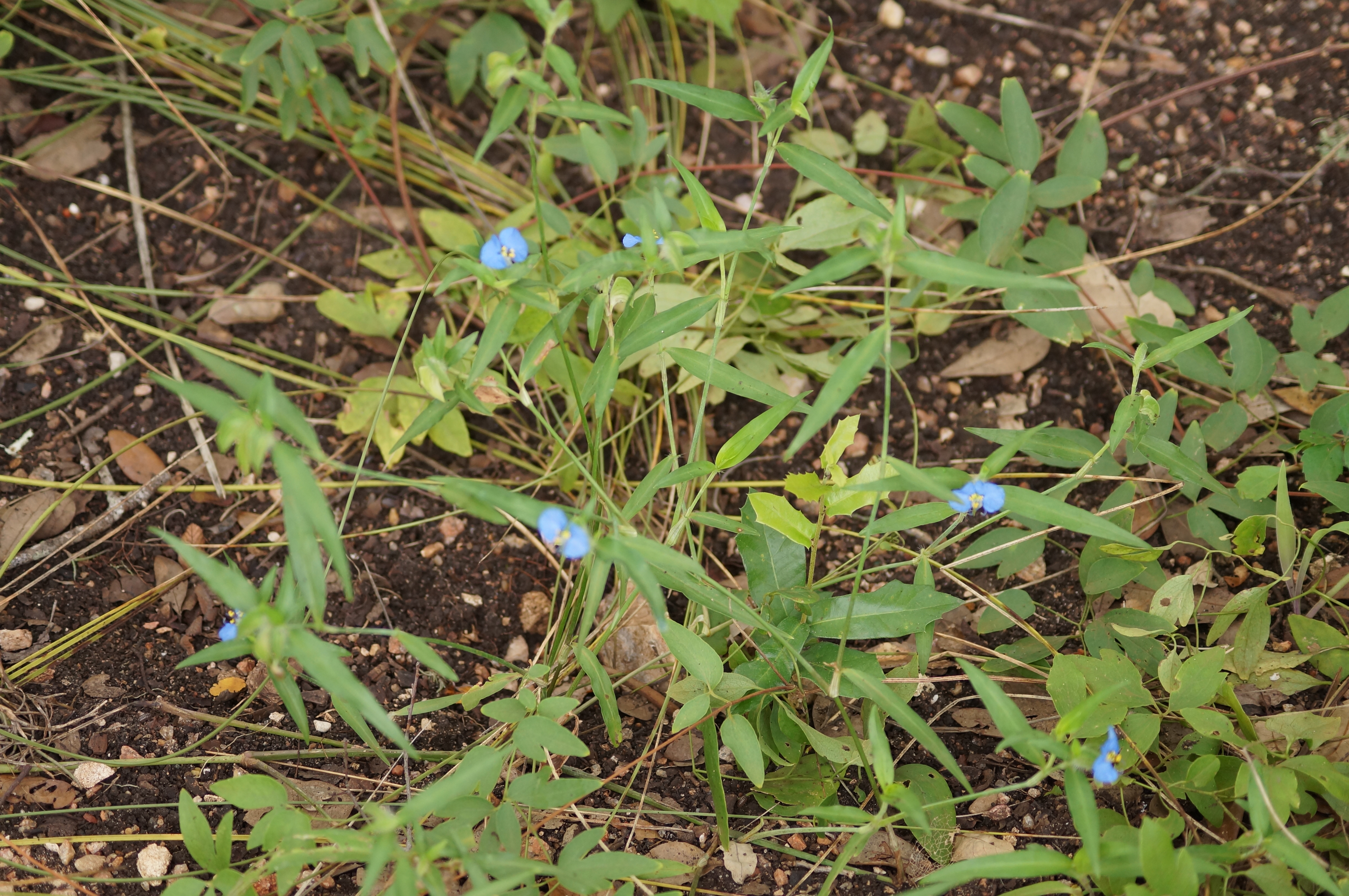 Dayflower