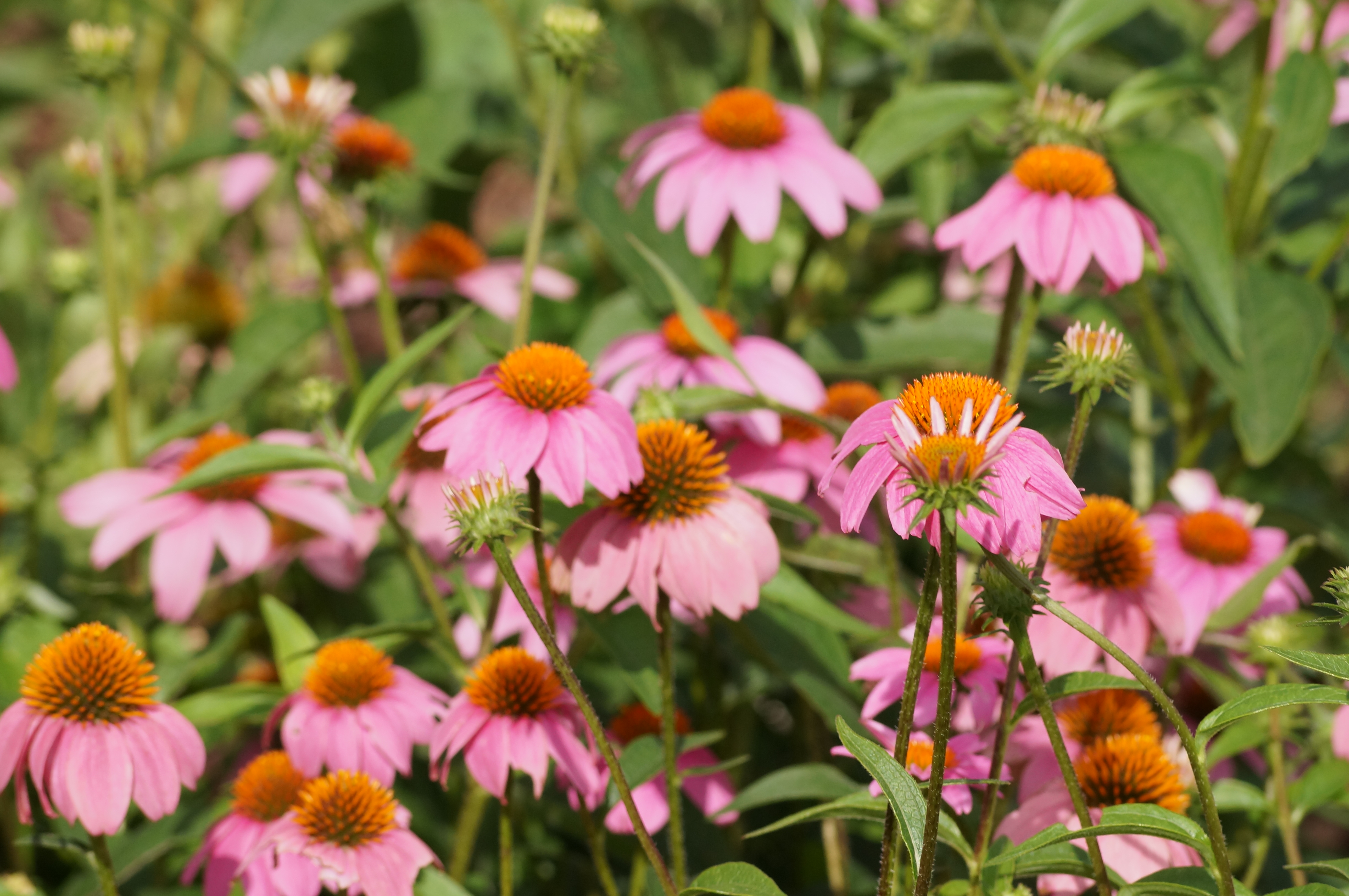 Purple Coneflower