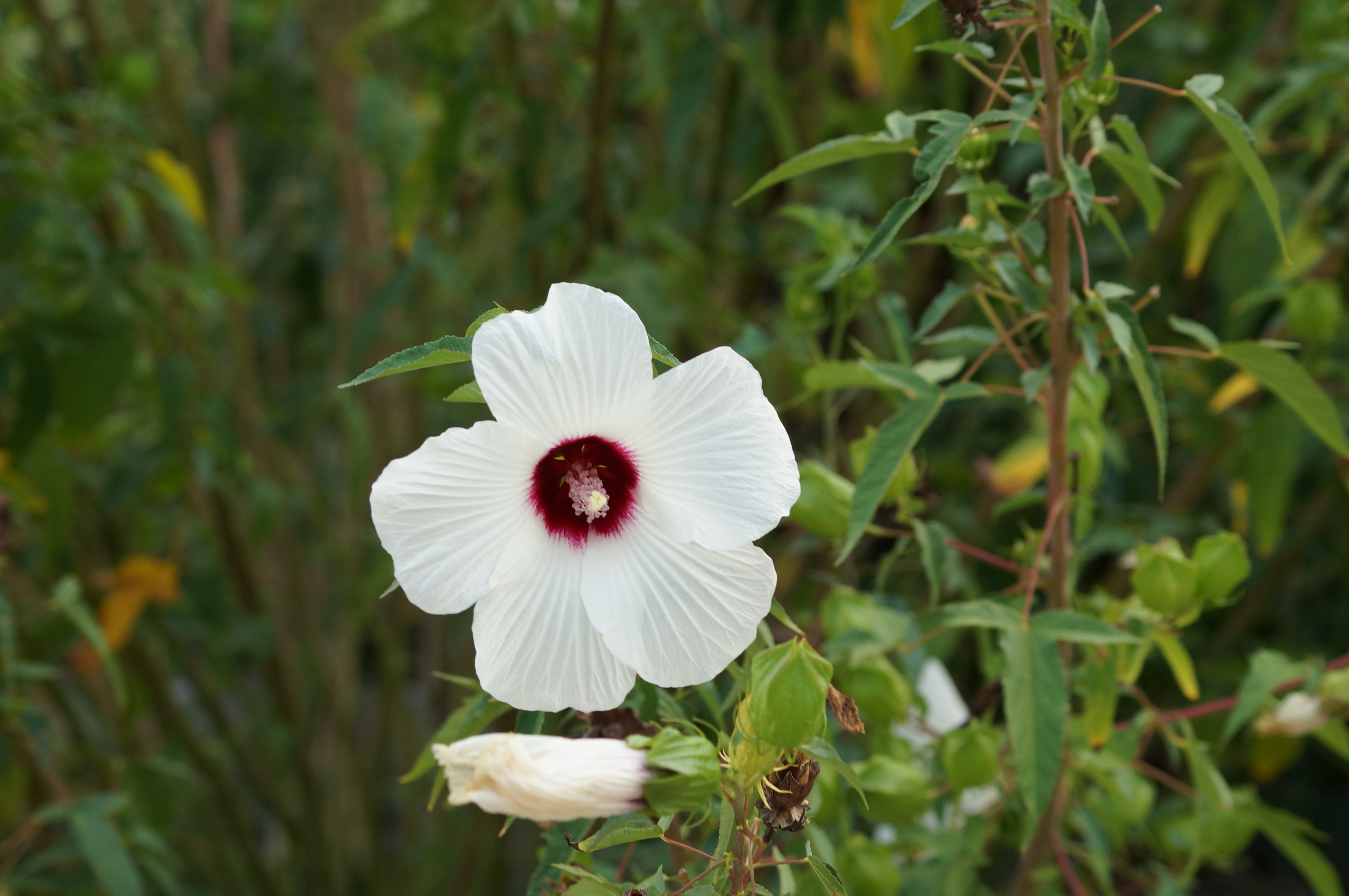 Scarlet Rose Mallow