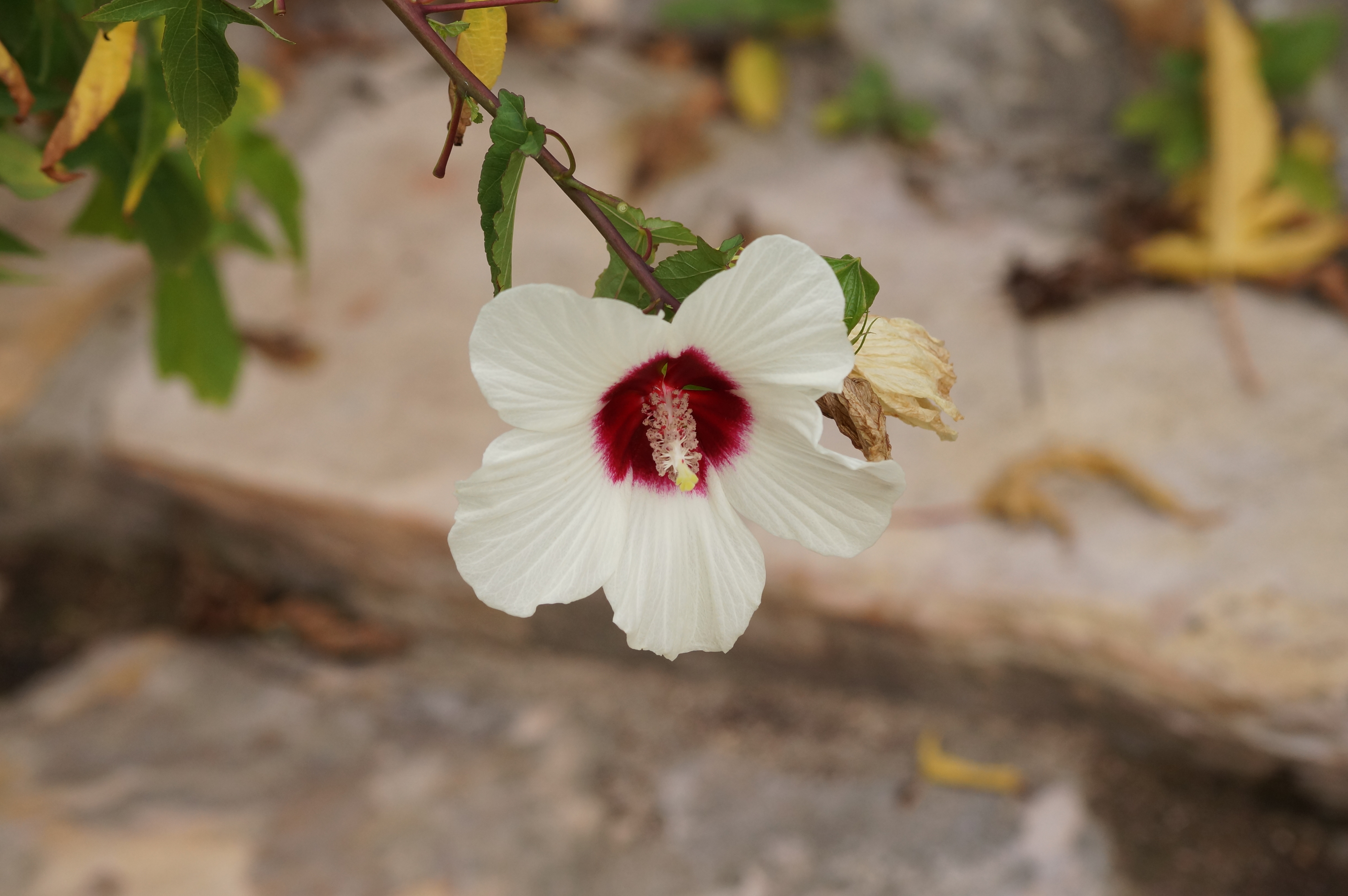 Scarlet Rose Mallow