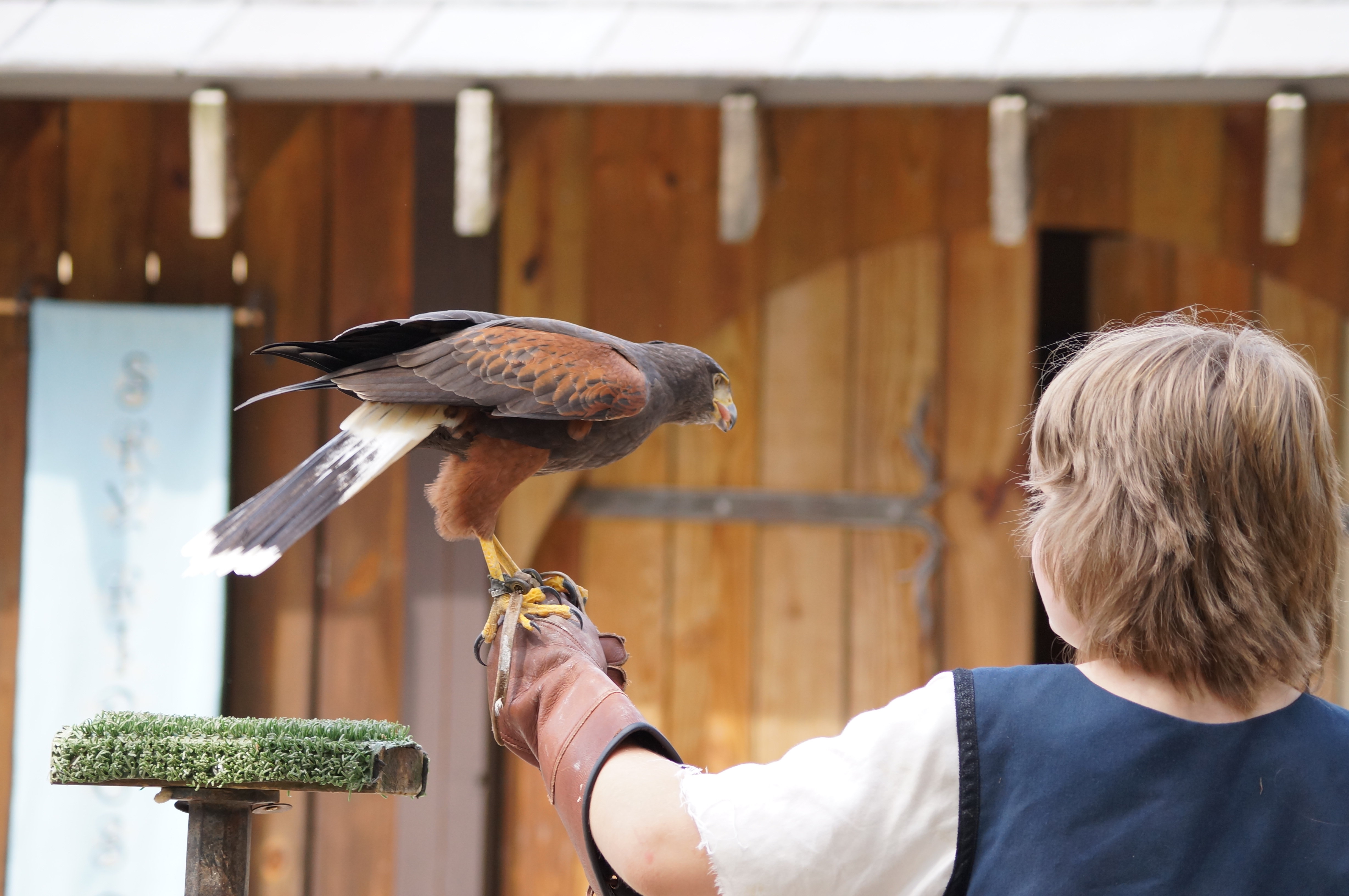 Harris Hawk