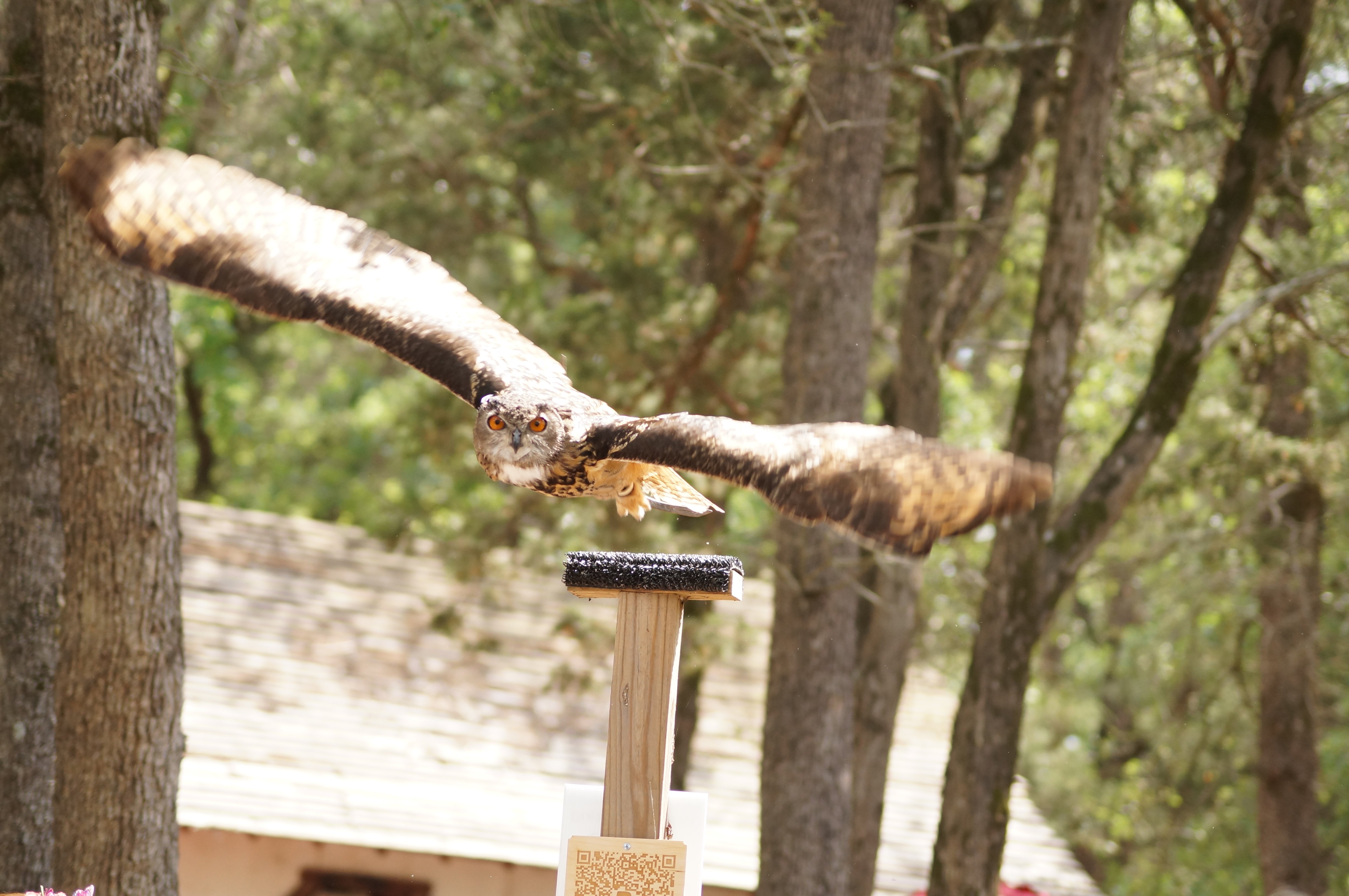 Eurasian Eagle Owl