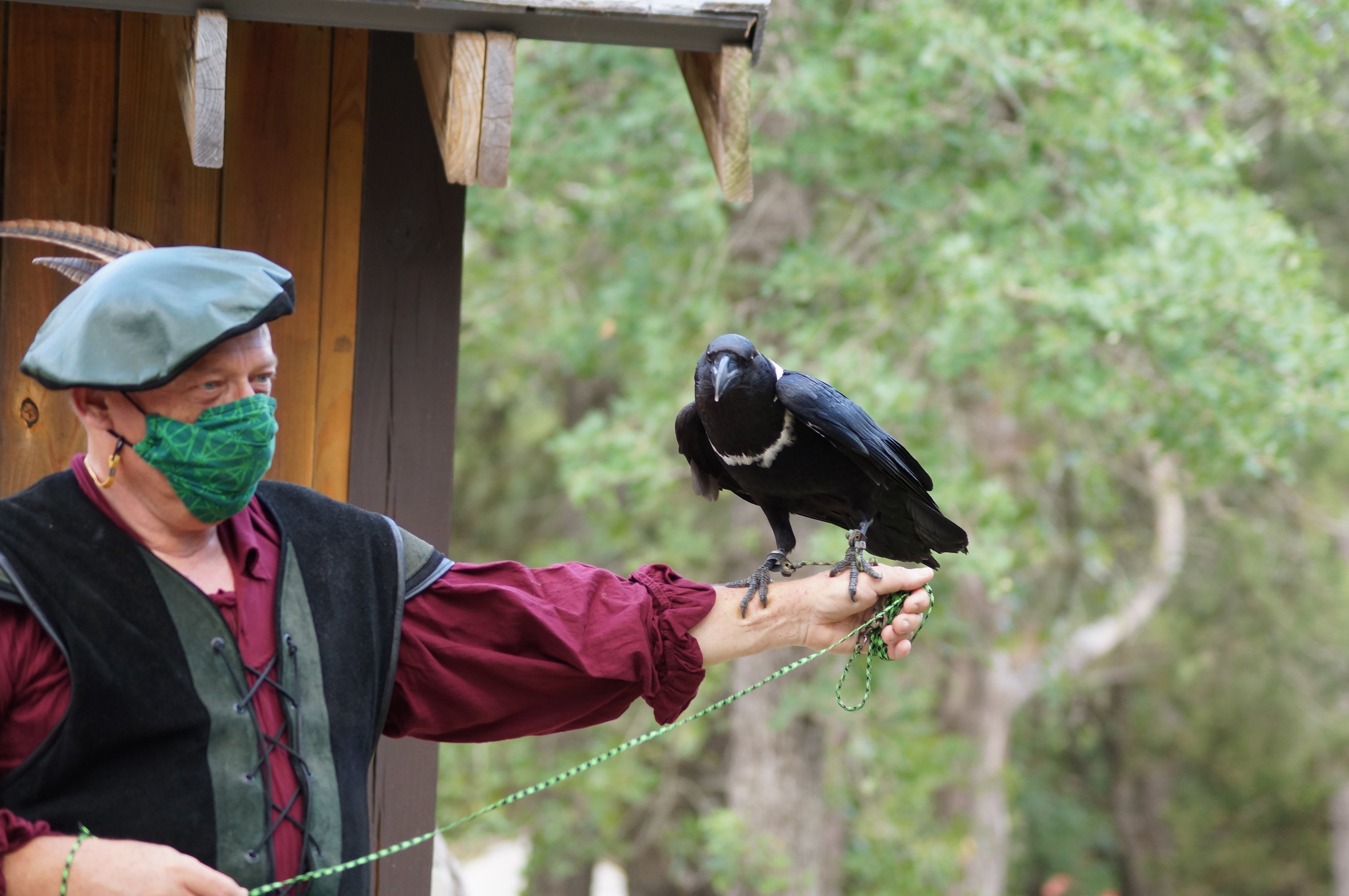 White-necked raven