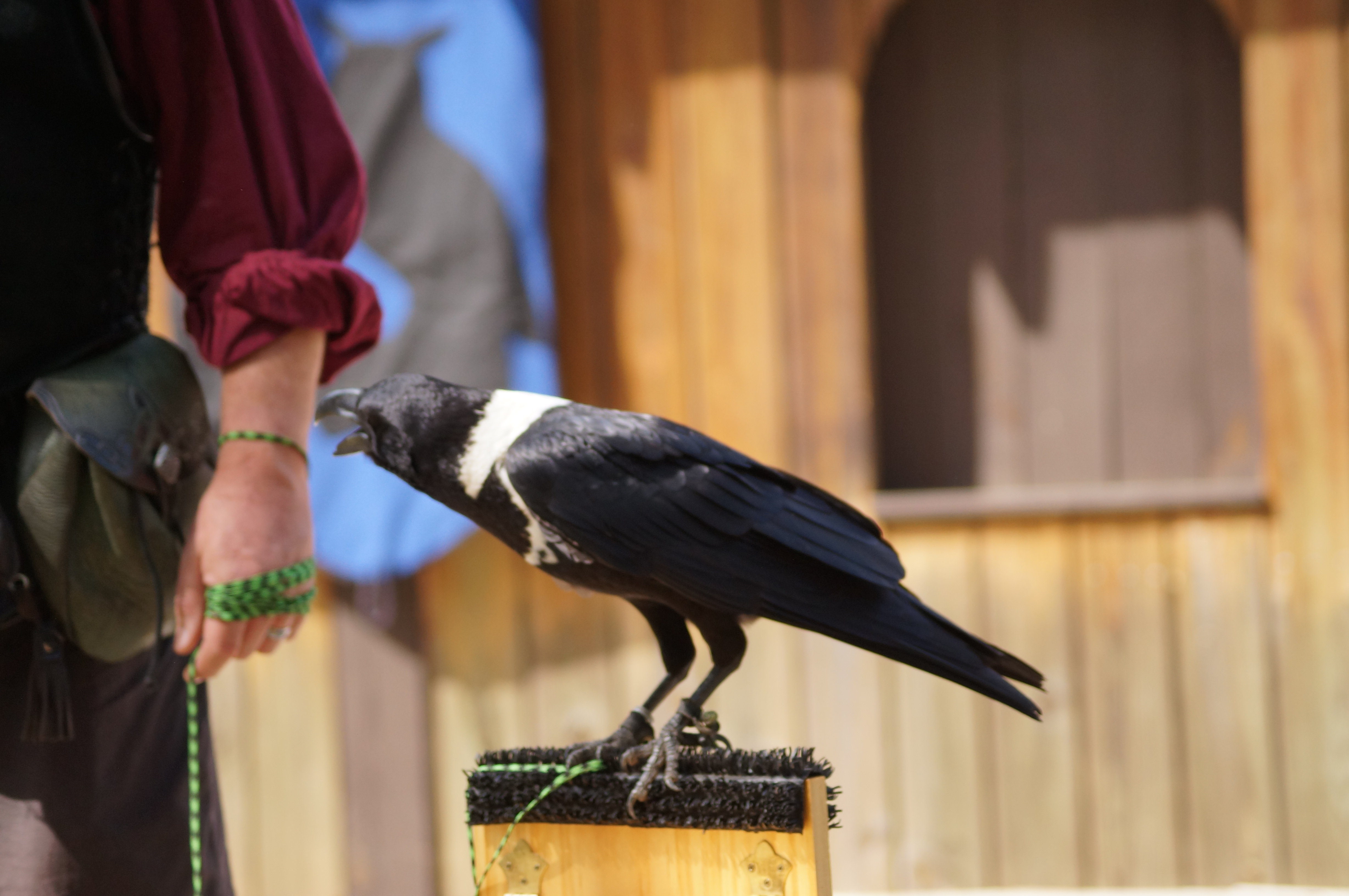 White-necked raven