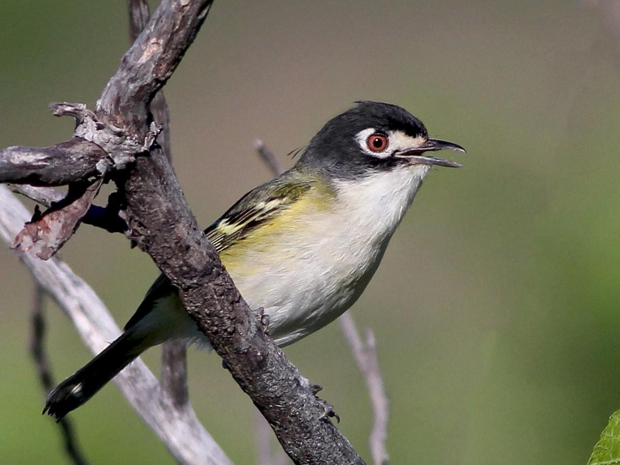 Black-capped Vireo