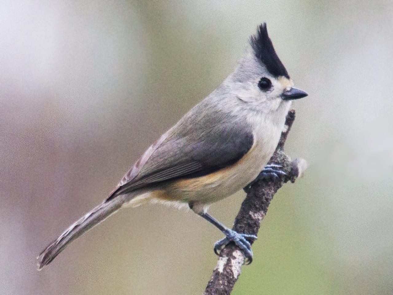 Black-crested Titmouse