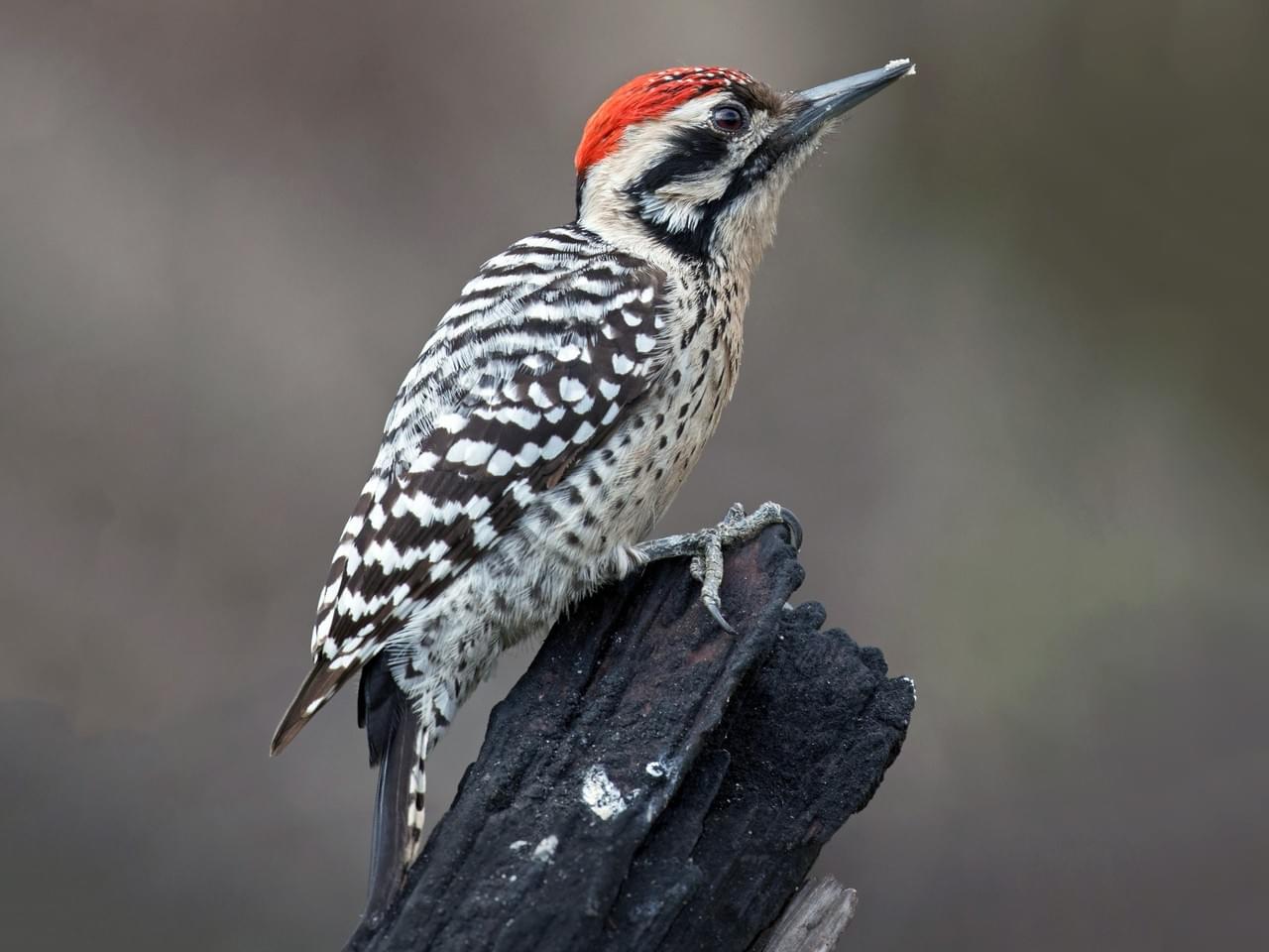 Ladder-backed Woodpecker