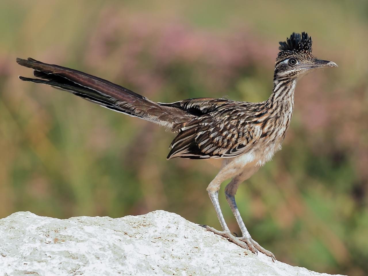 Roadrunner