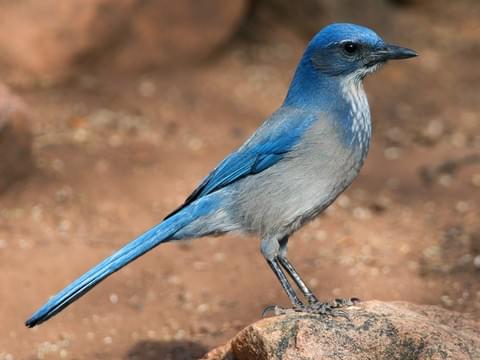 Scrub-Jay