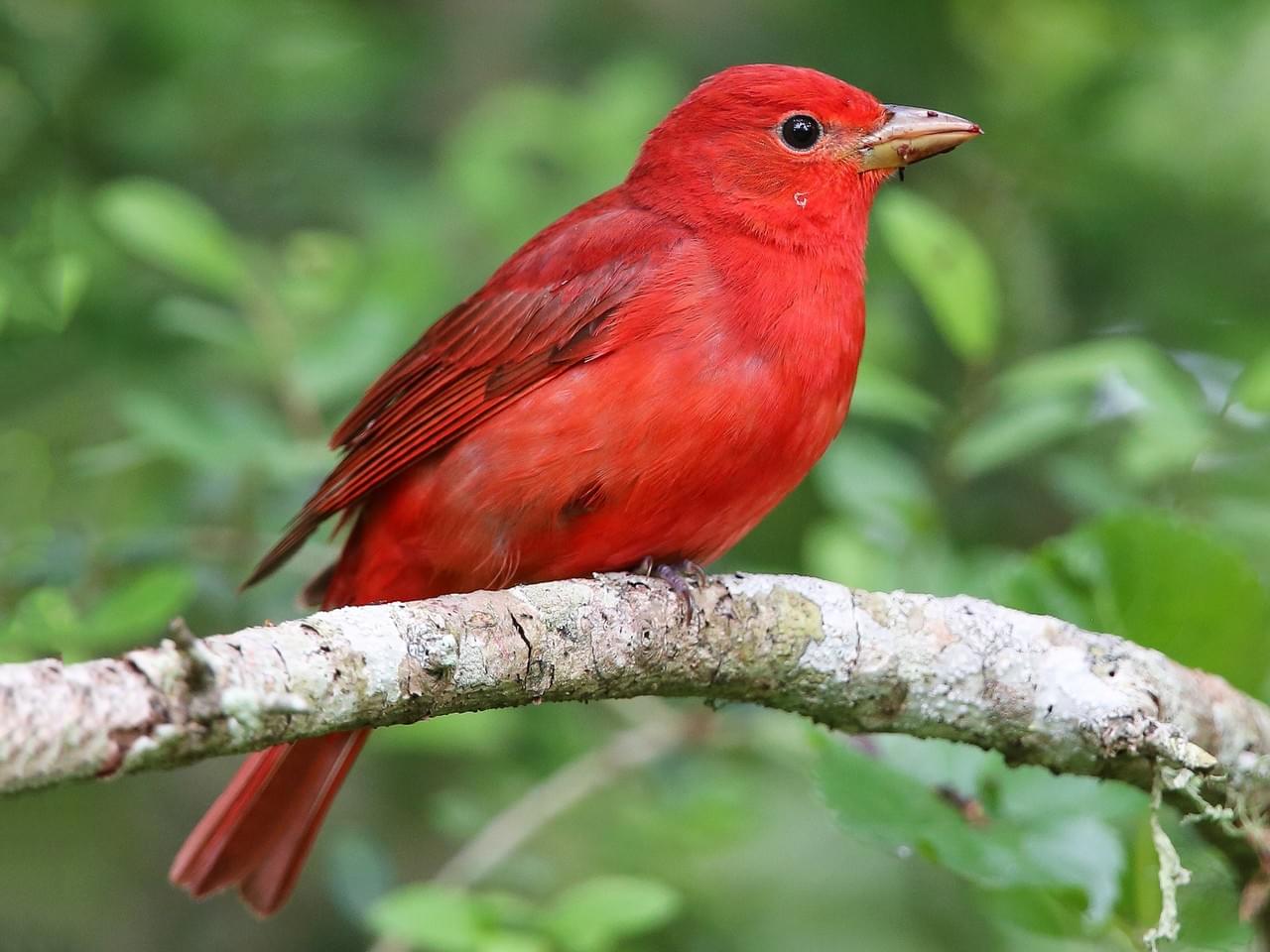 Summer Tanager