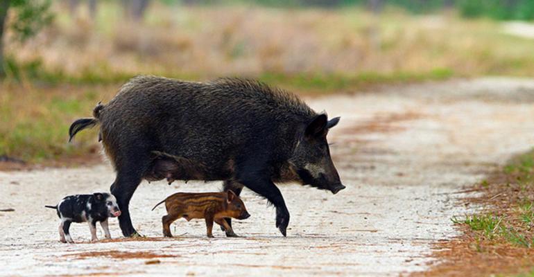 Feral Pigs