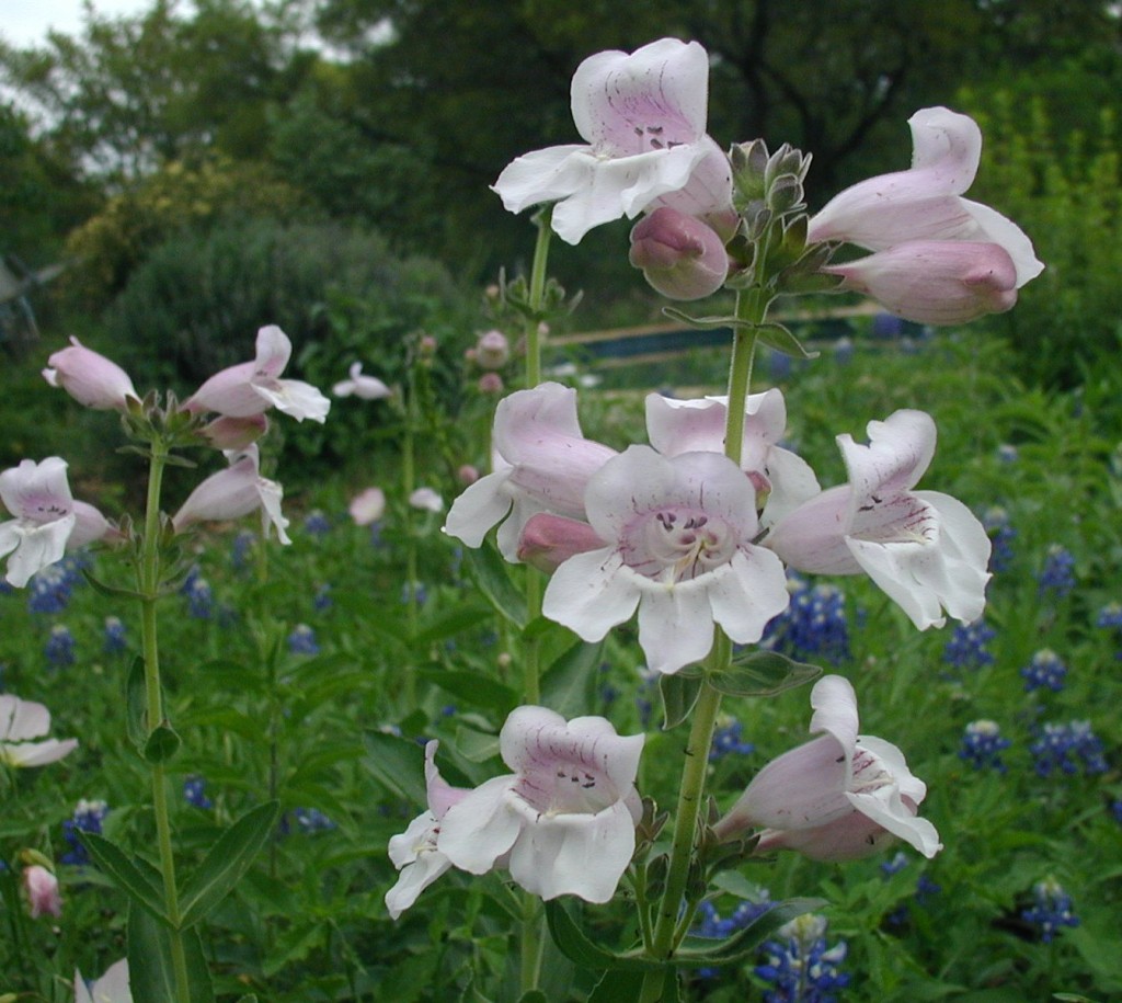 Foxglove