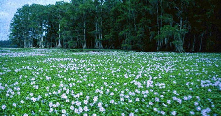 Hyacinth Invasion